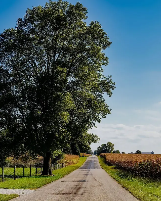 A two-lane road running straight to a flat horizon between a cornfield and a fence line.